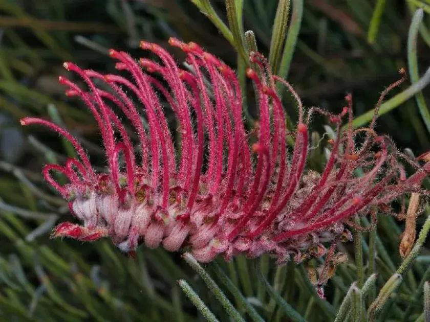 Grevillea thyrsoides pustulata