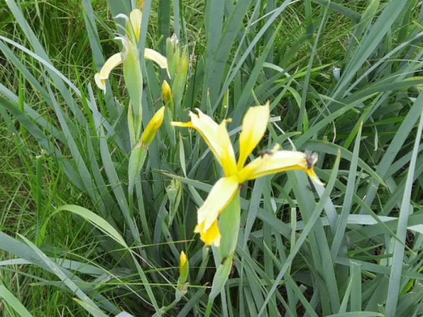 Saltmarsh iris