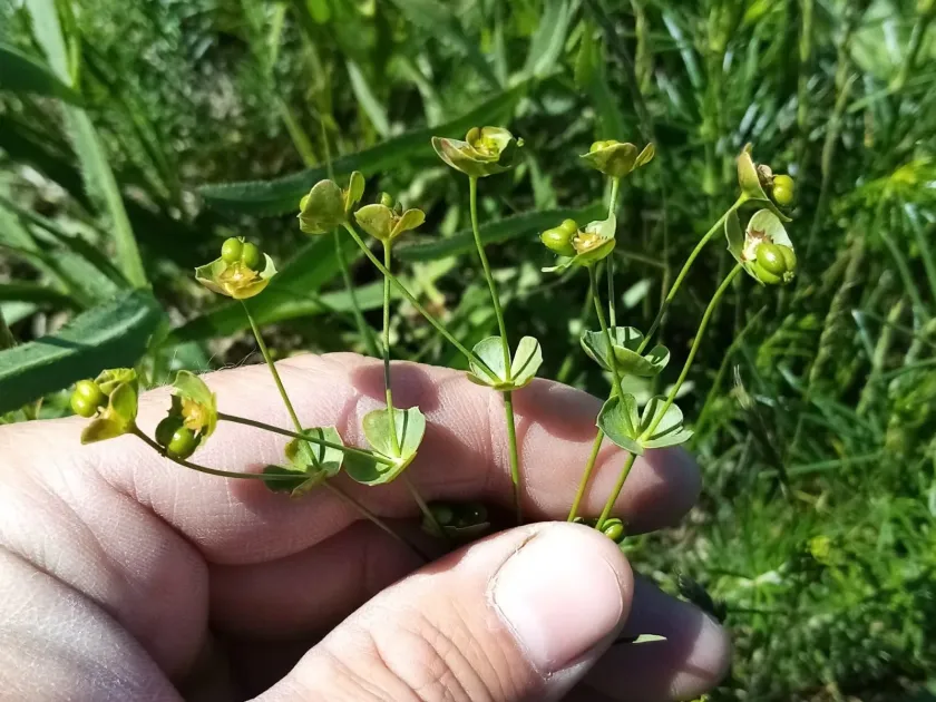 Slender-stemmed spurge