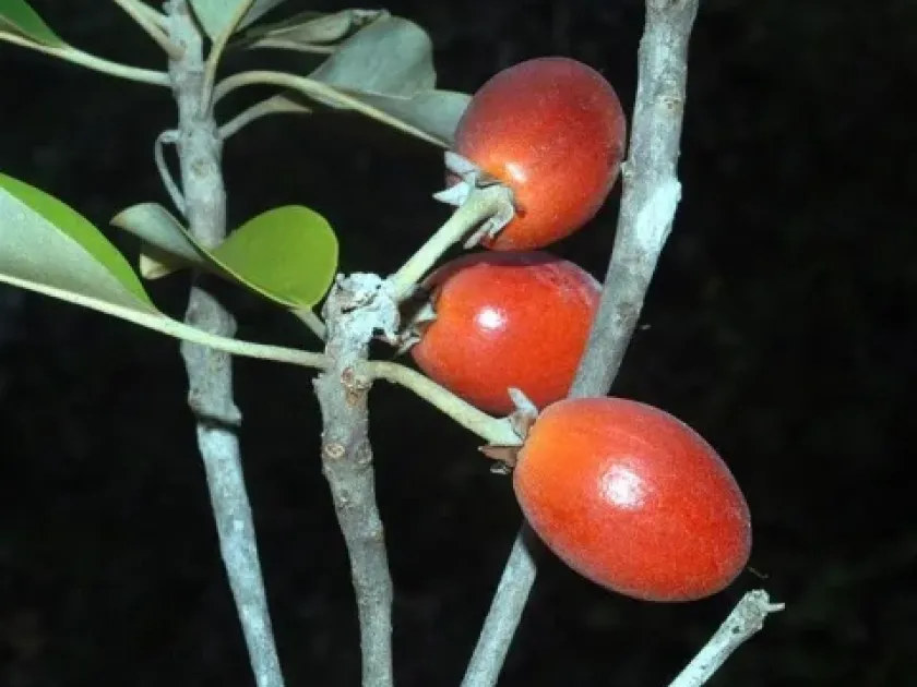 Manilkara kauki