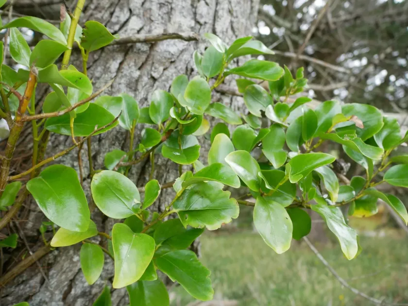 Shining broadleaf