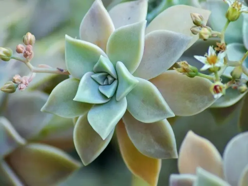 Graptosedum