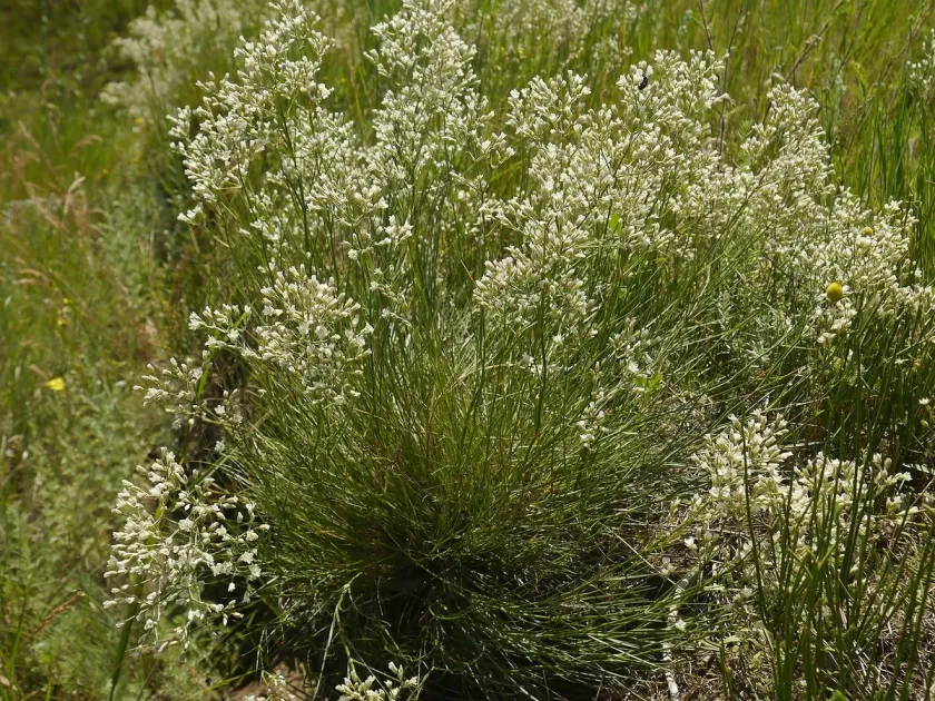 Eremogone rigida