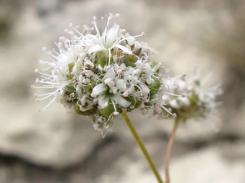 Gypsophila pallasii