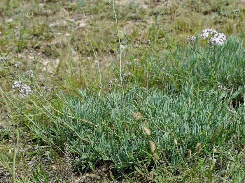 Gypsophila collina