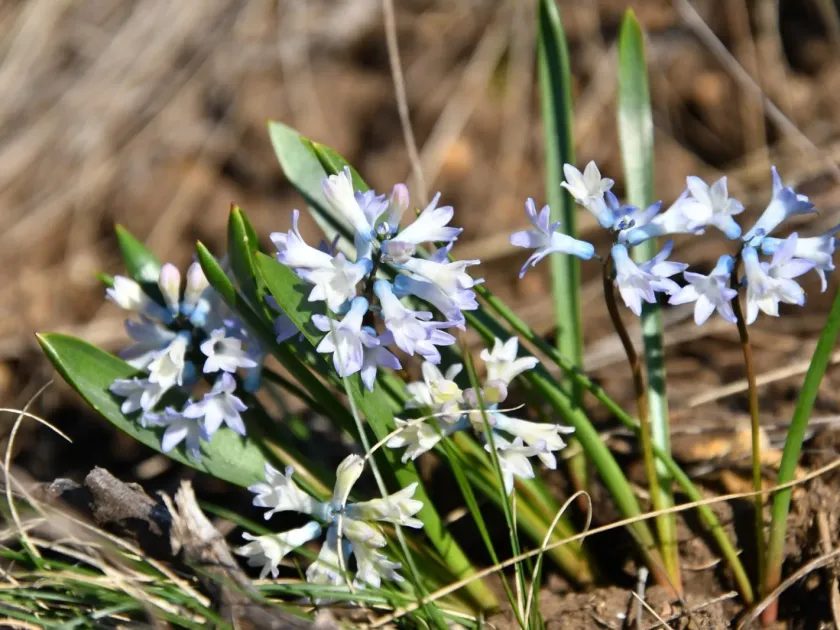Hyacinthella pallasiana