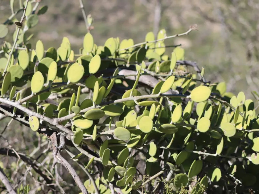 Xerosicyos danguyi