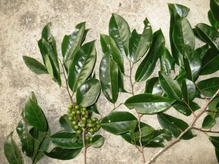 Mezzettia umbellata