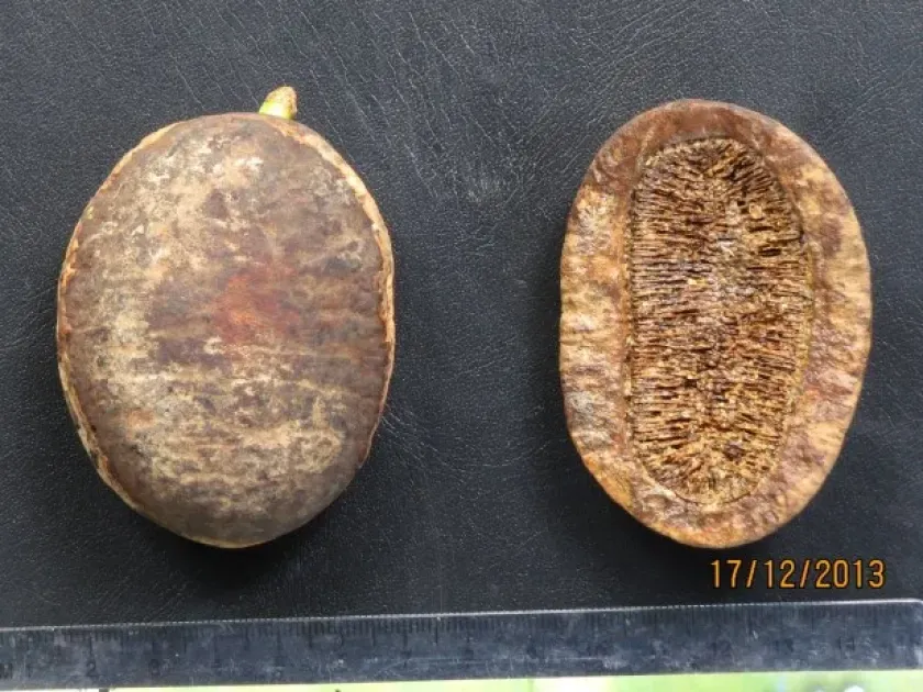 Mezzettia macrocarpa