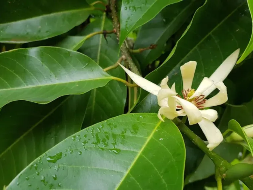 Magnolia montana
