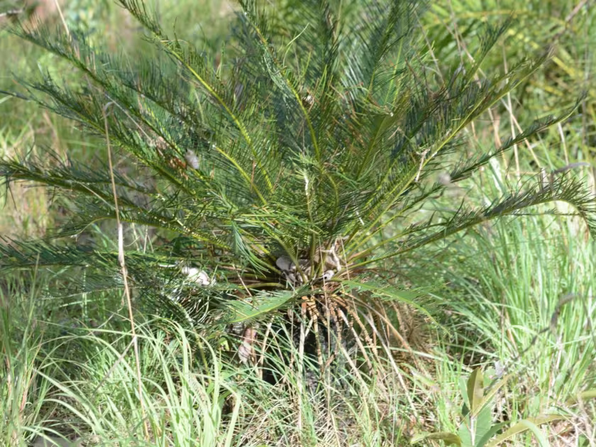 Cycas beddomei