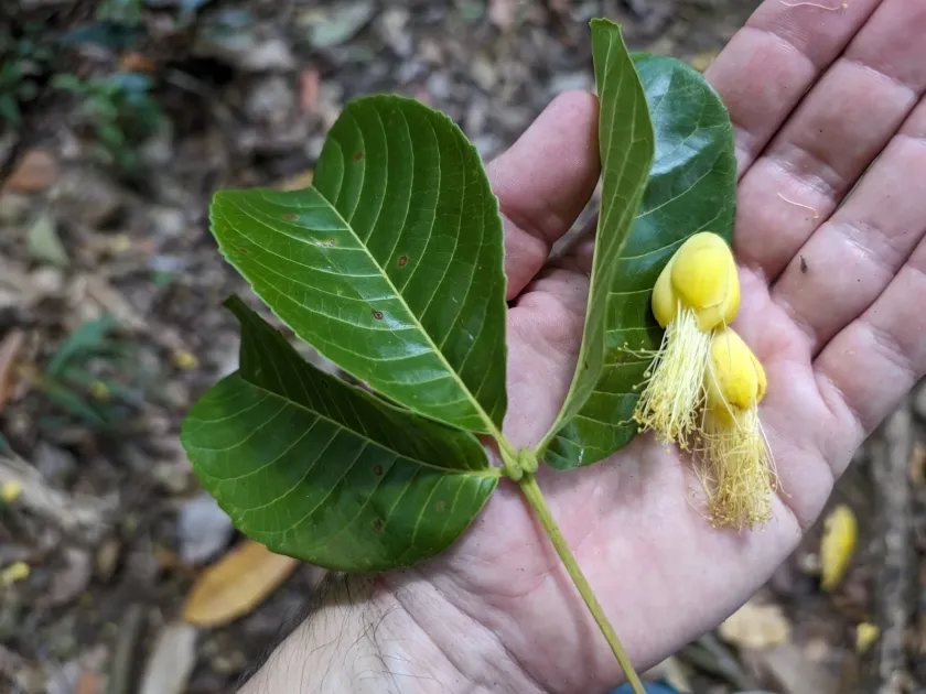 Costa Rican Caryocar