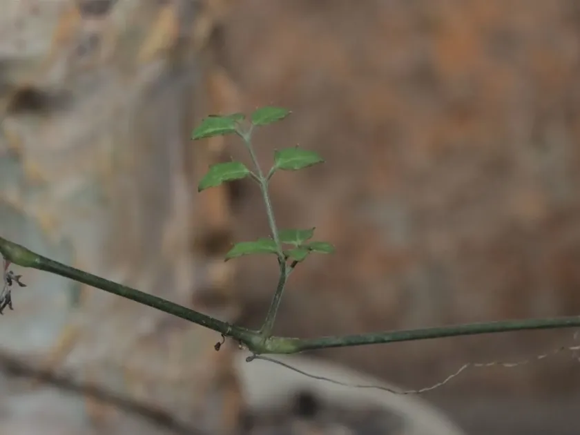Цифостемма слонова