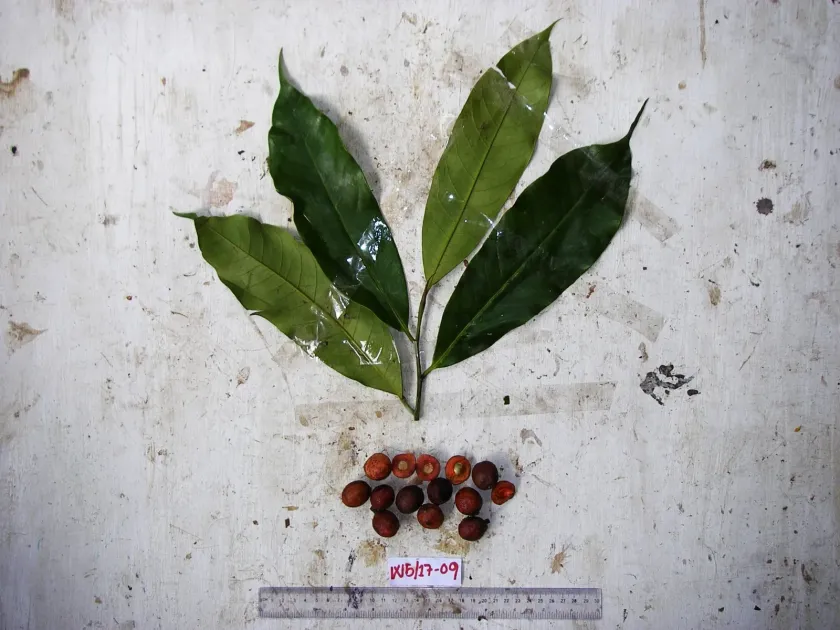 Myristica buchneriana