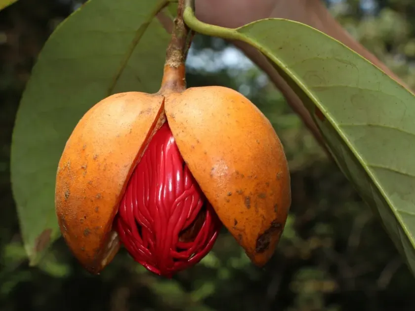Myristica elliptica