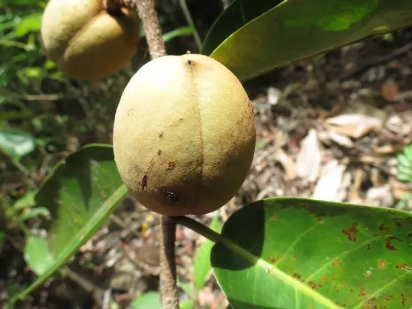 Myristica fatua