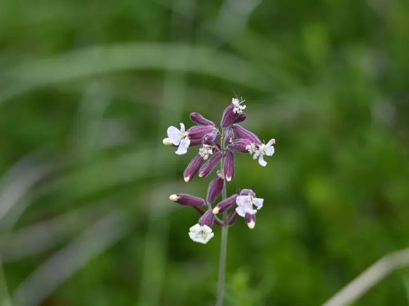 Silene repens