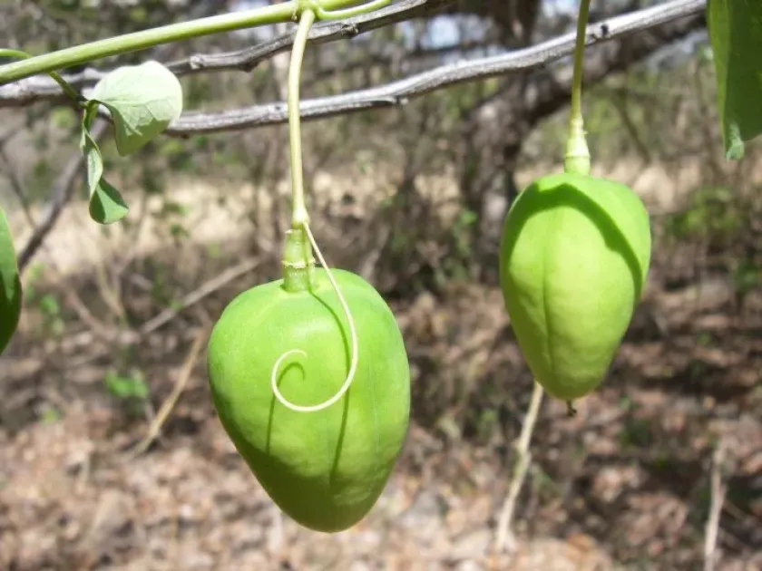 Adenia firingalavensis