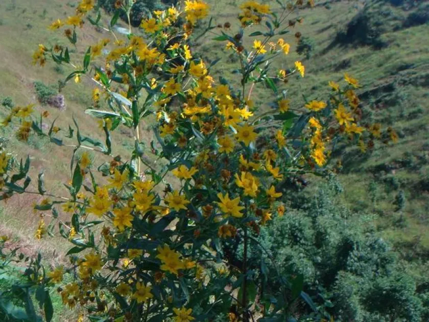Гвізотія абісинська