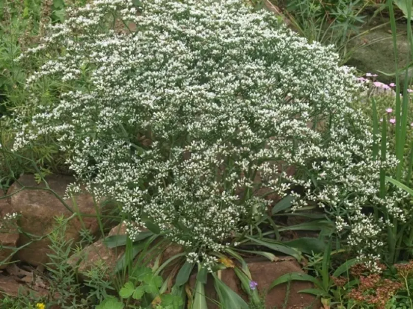 Goniolimon incanum