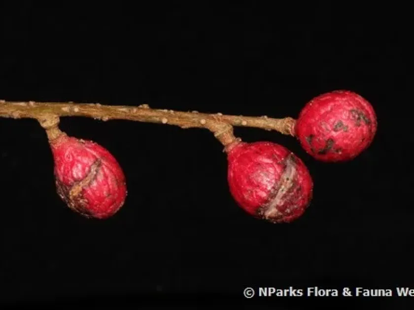 Nephelium uncinatum