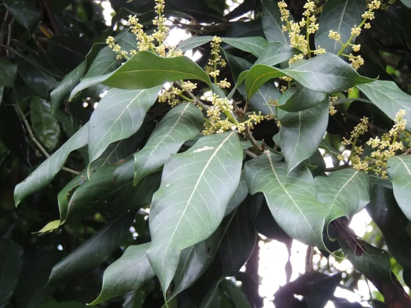 Ocotea floribunda