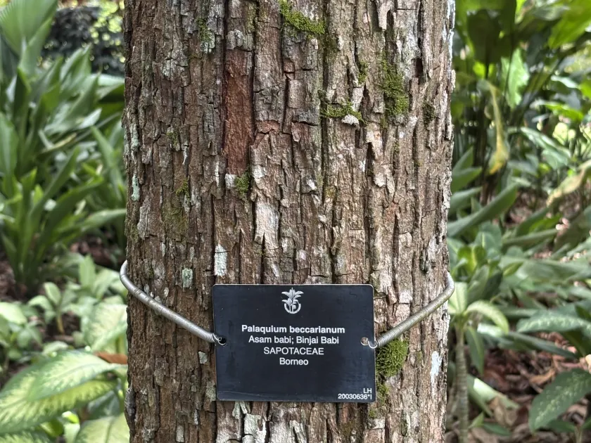 Palaquium beccarianum