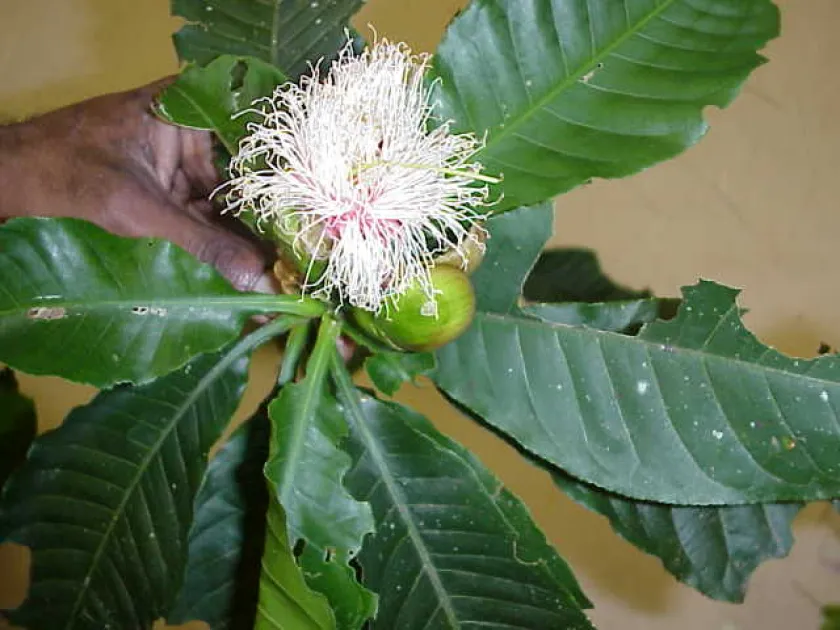 Planchonia papuana