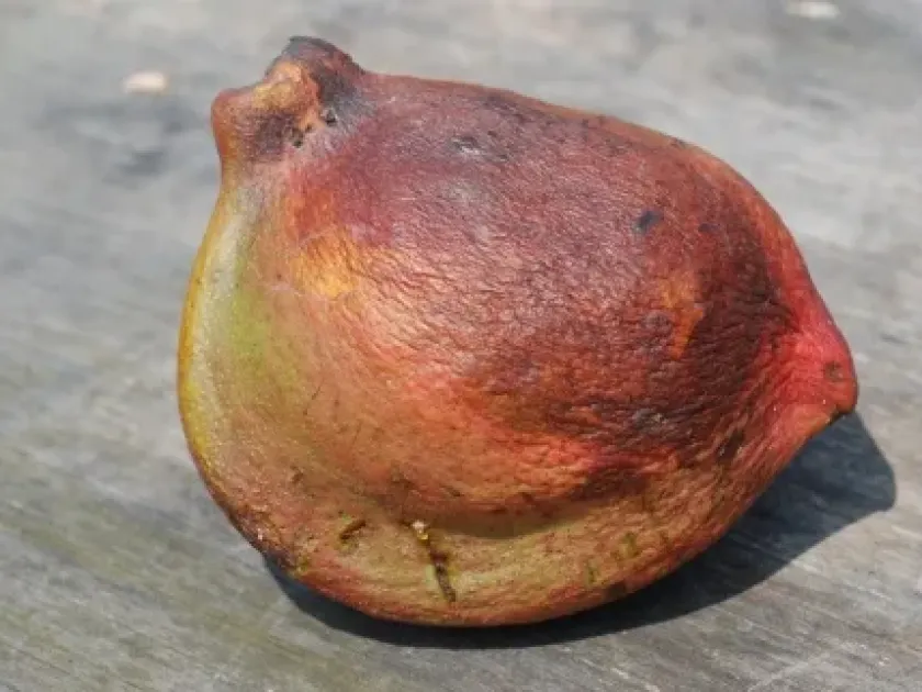 Pterygota macrocarpa