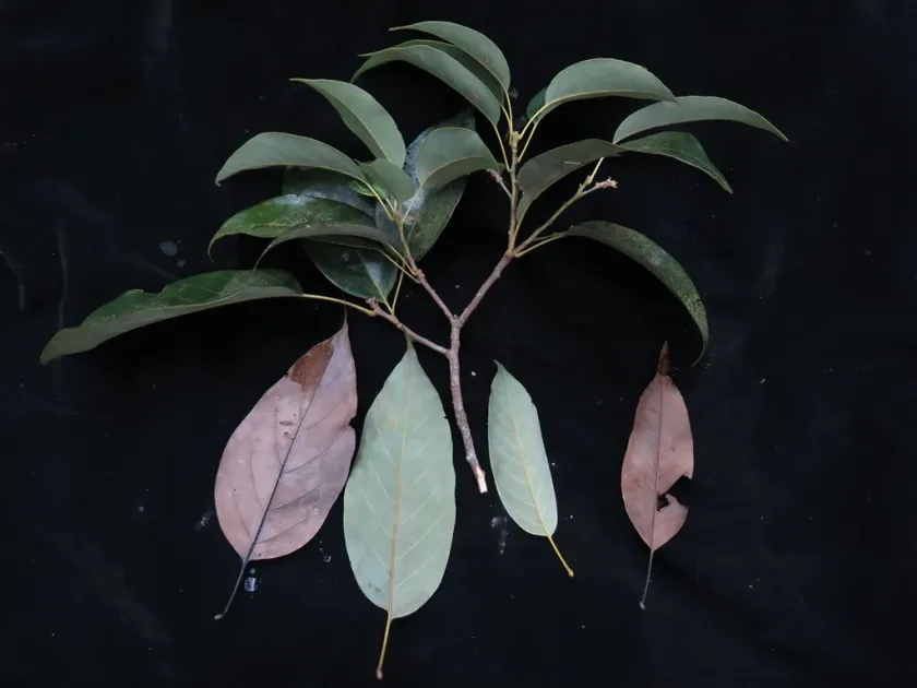 Quercus argentata