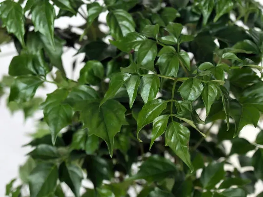 Radermachera glandulosa