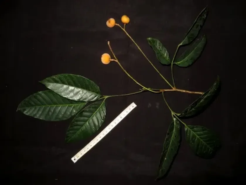 Sandoricum borneense