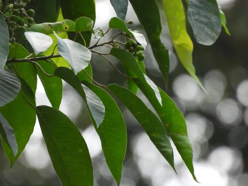 Balakata baccata