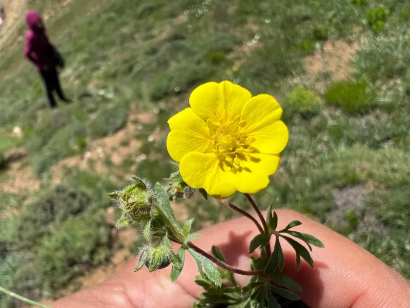 Potentilla geranioides