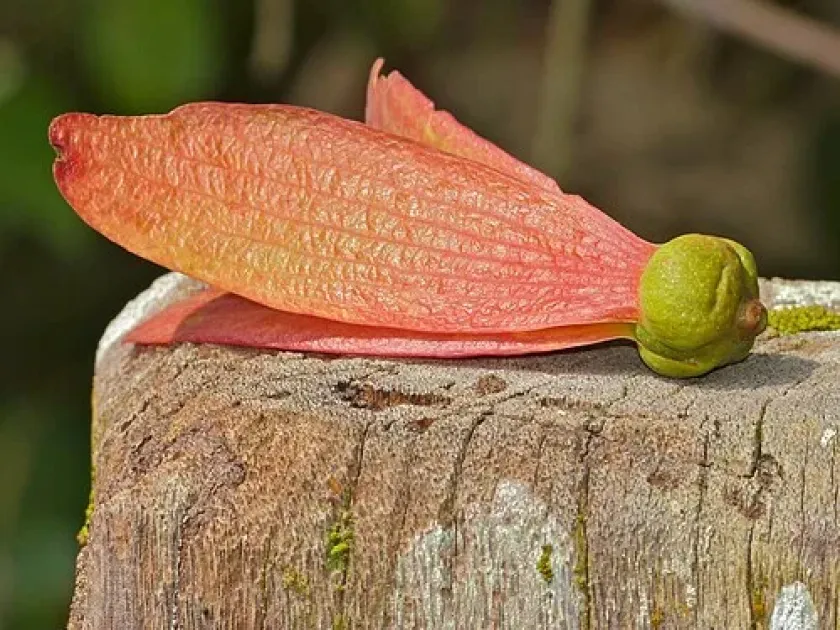 Shorea argentifolia