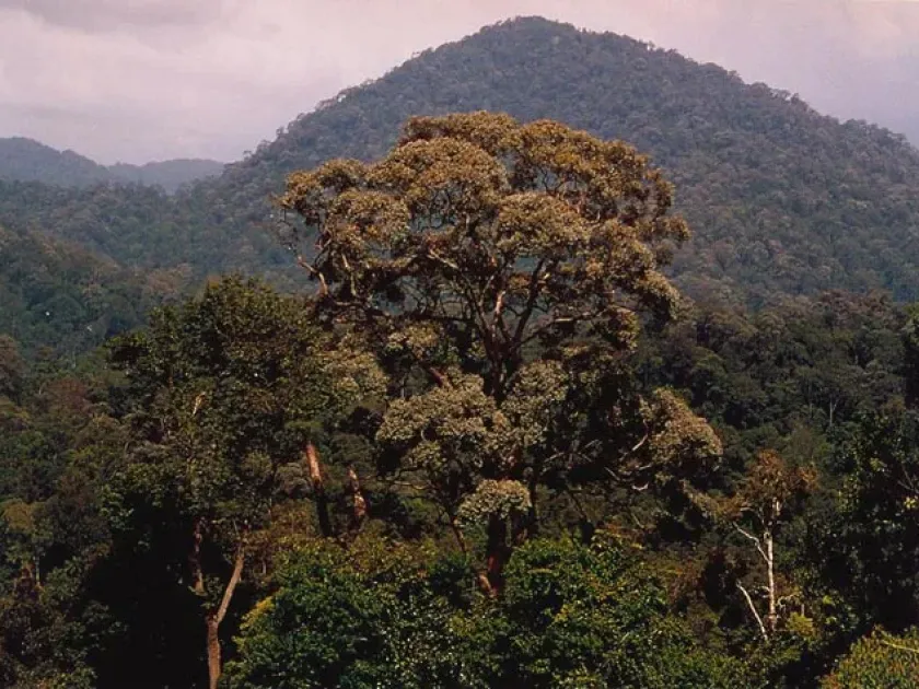 Shorea curtisii