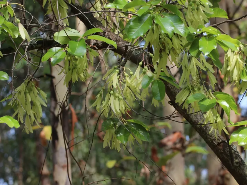 Shorea roxburghii
