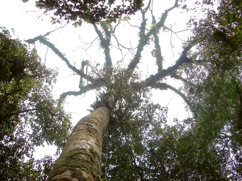 Sindora leiocarpa