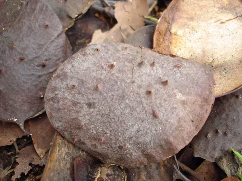 Sindora wallichii