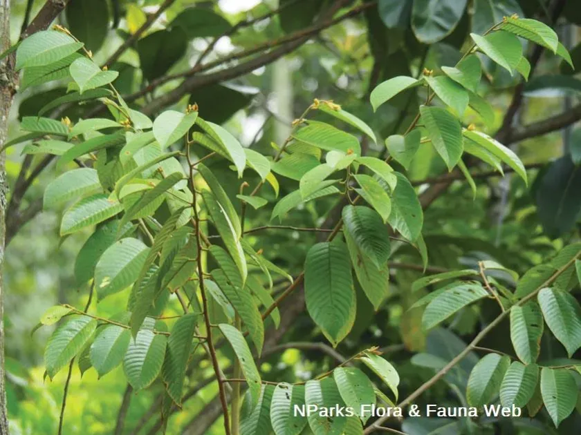 Shorea leprosula