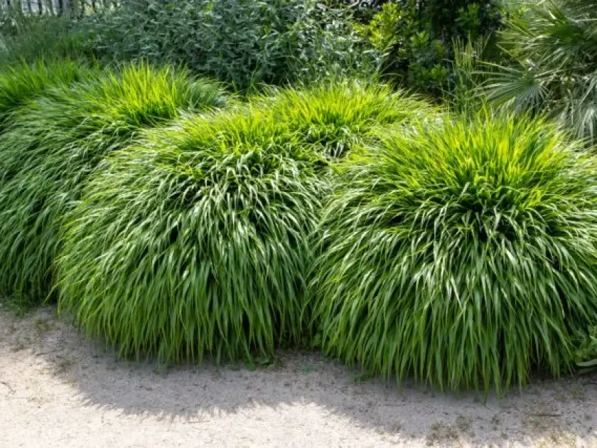 Hakonechloa macra