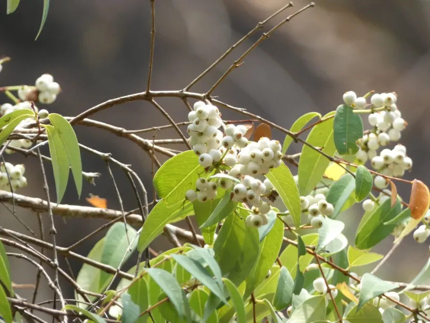 Syzygium antisepticum