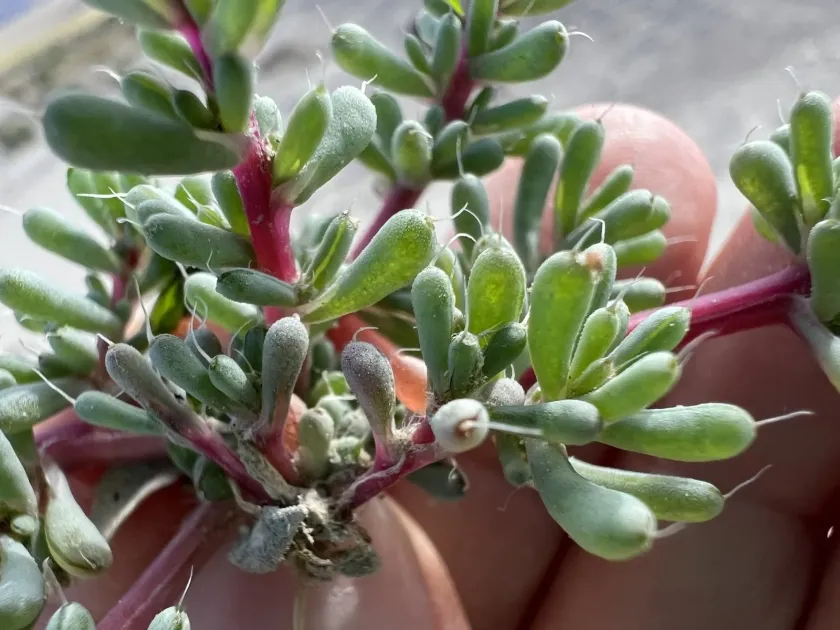 Halogeton glomeratus