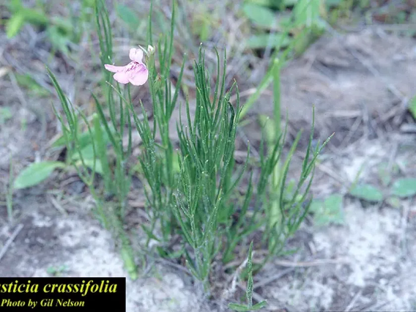 Justicia crassifolia