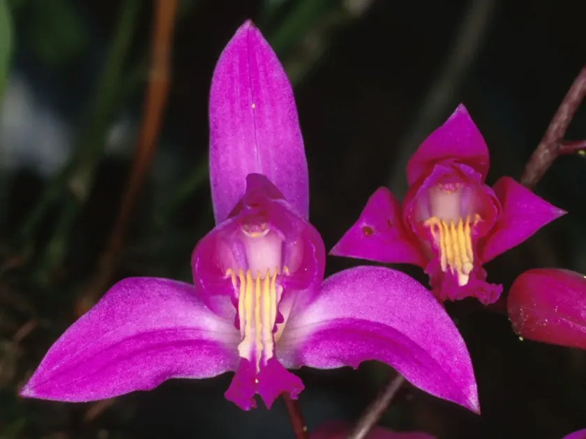 Bletia florida