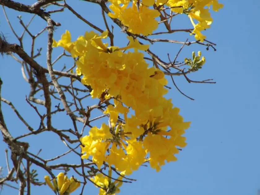 Handroanthus serratifolius