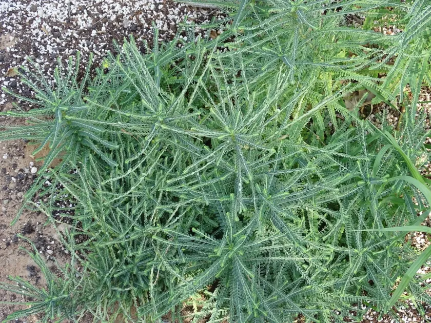 Phyllanthus rotundifolius
