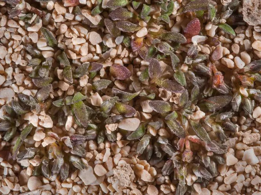 Polycarpon succulentum