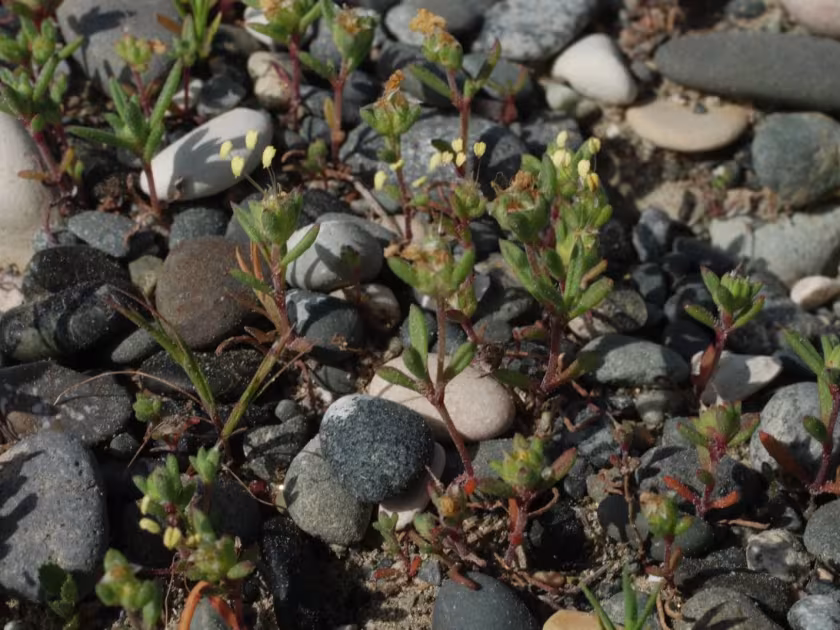 Plantago squarrosa