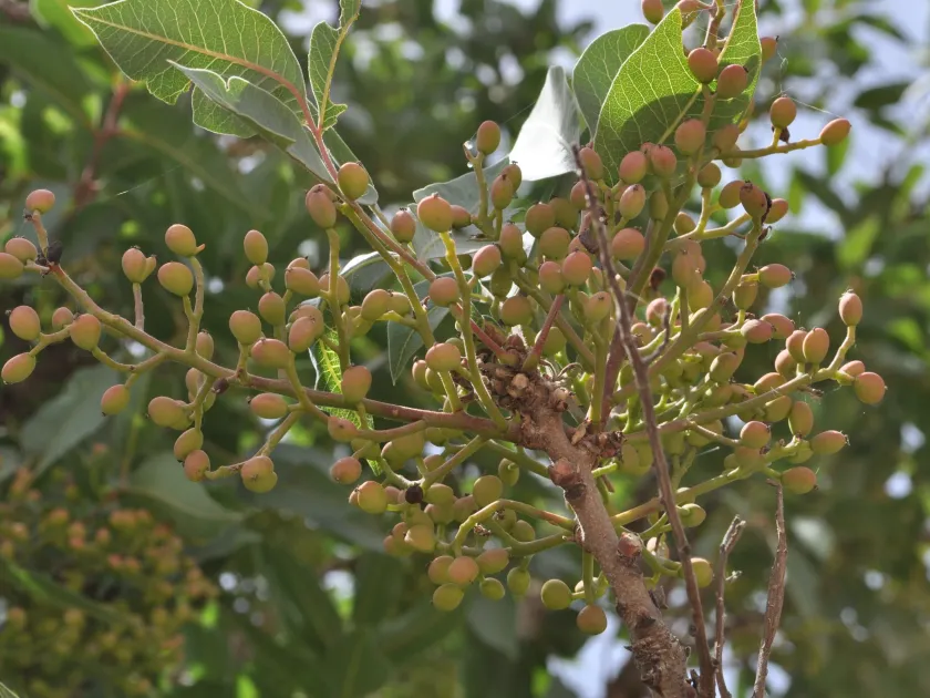 Pistacia khinjuk